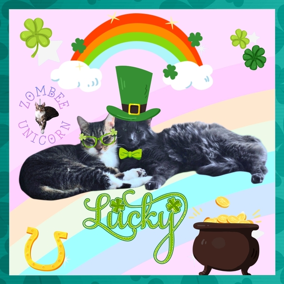 Meet the Posher Jewelry - 😻Gizmo & Smoke💘